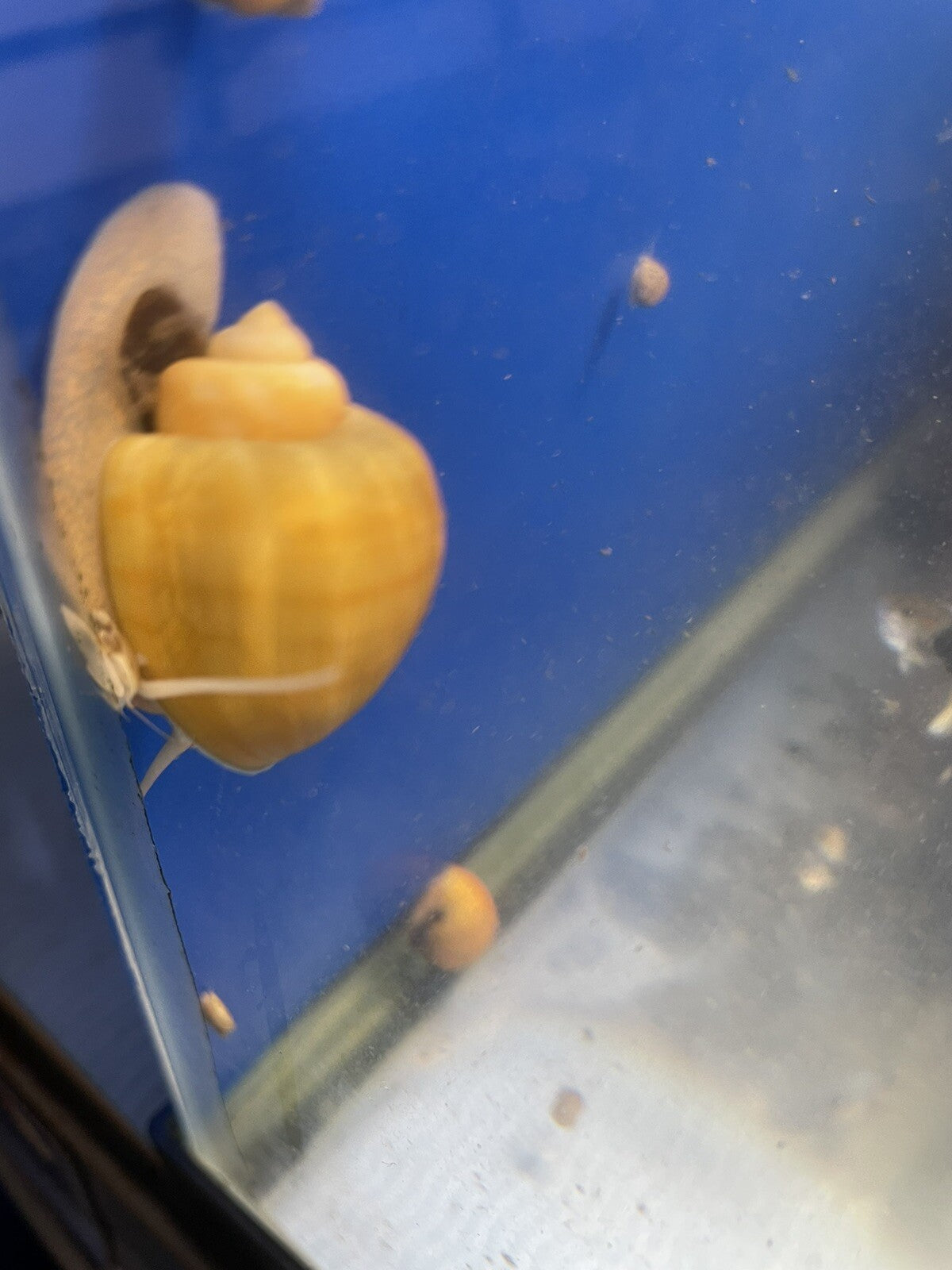 6 Gold Mystery Snails | Highest Quality Live : DIME SIZE :