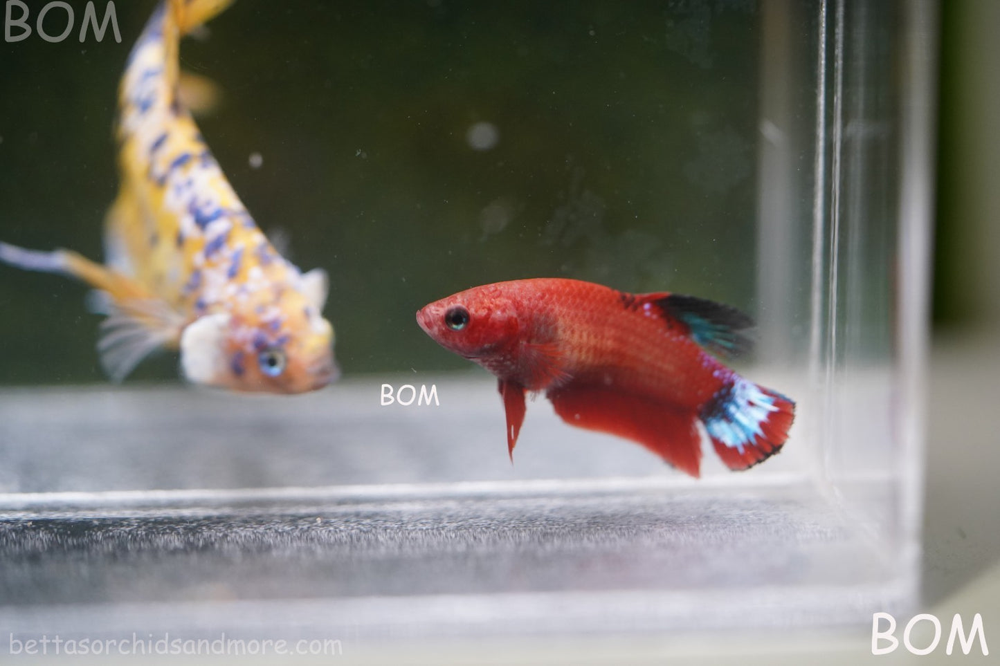 PREMIUM FEMALE HELLBOY HMPK BETTA Fish:Live HMPK | BOM-A277
