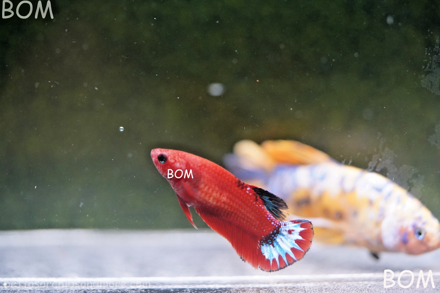 PREMIUM FEMALE HELLBOY HMPK BETTA Fish:Live HMPK | BOM-A277