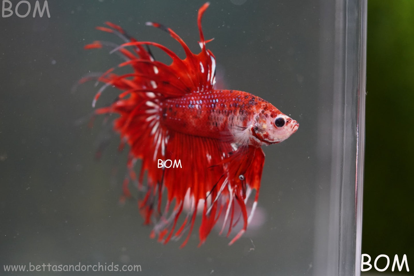 LIVE BETTA MALE CROWN FANTASTIC REDS KOI : Unique Fish | BOM-A303