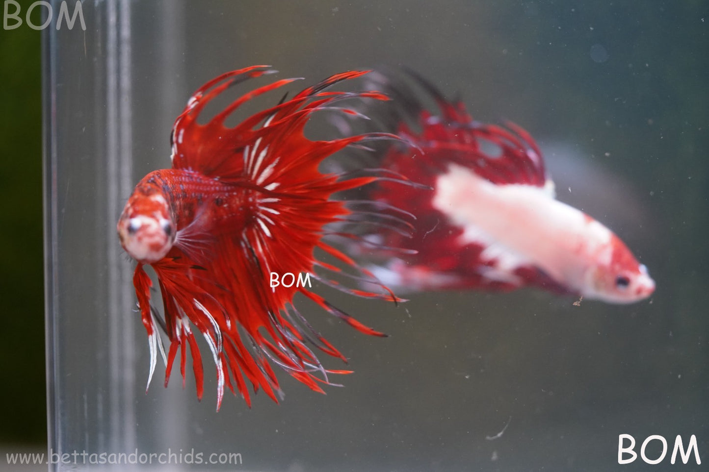 LIVE BETTA MALE CROWN FANTASTIC REDS KOI : Unique Fish | BOM-A303