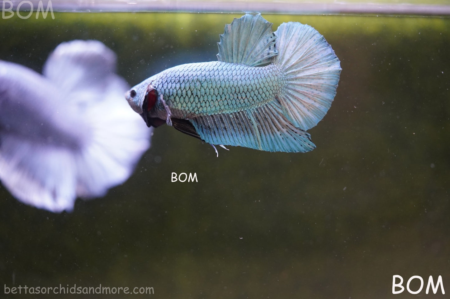 LIVE BETTA GIANT MALE BLUE SERIES 5 CM BO | BOM-A312