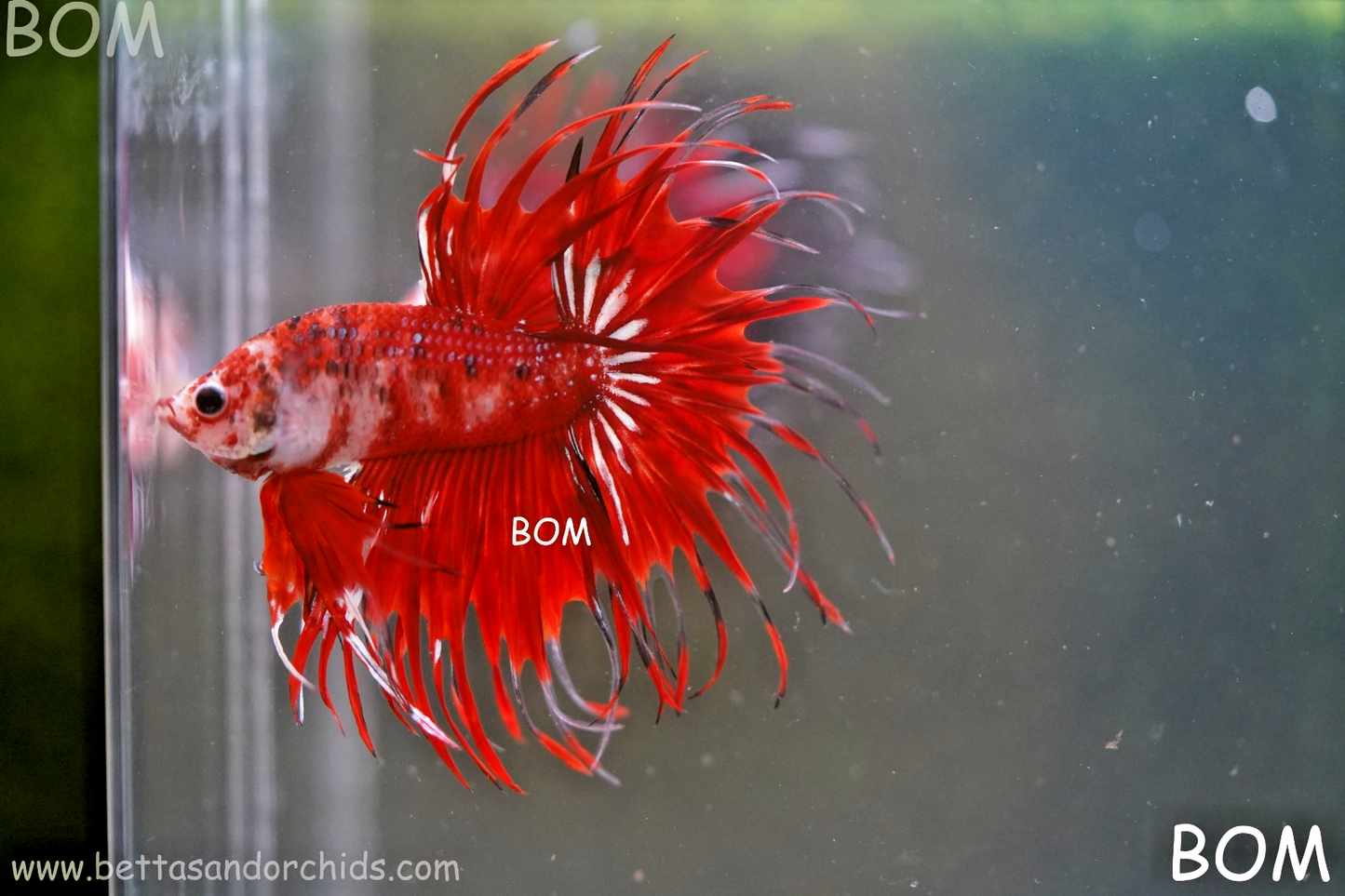 LIVE BETTA MALE CROWN FANTASTIC REDS KOI : Unique Fish | BOM-A303