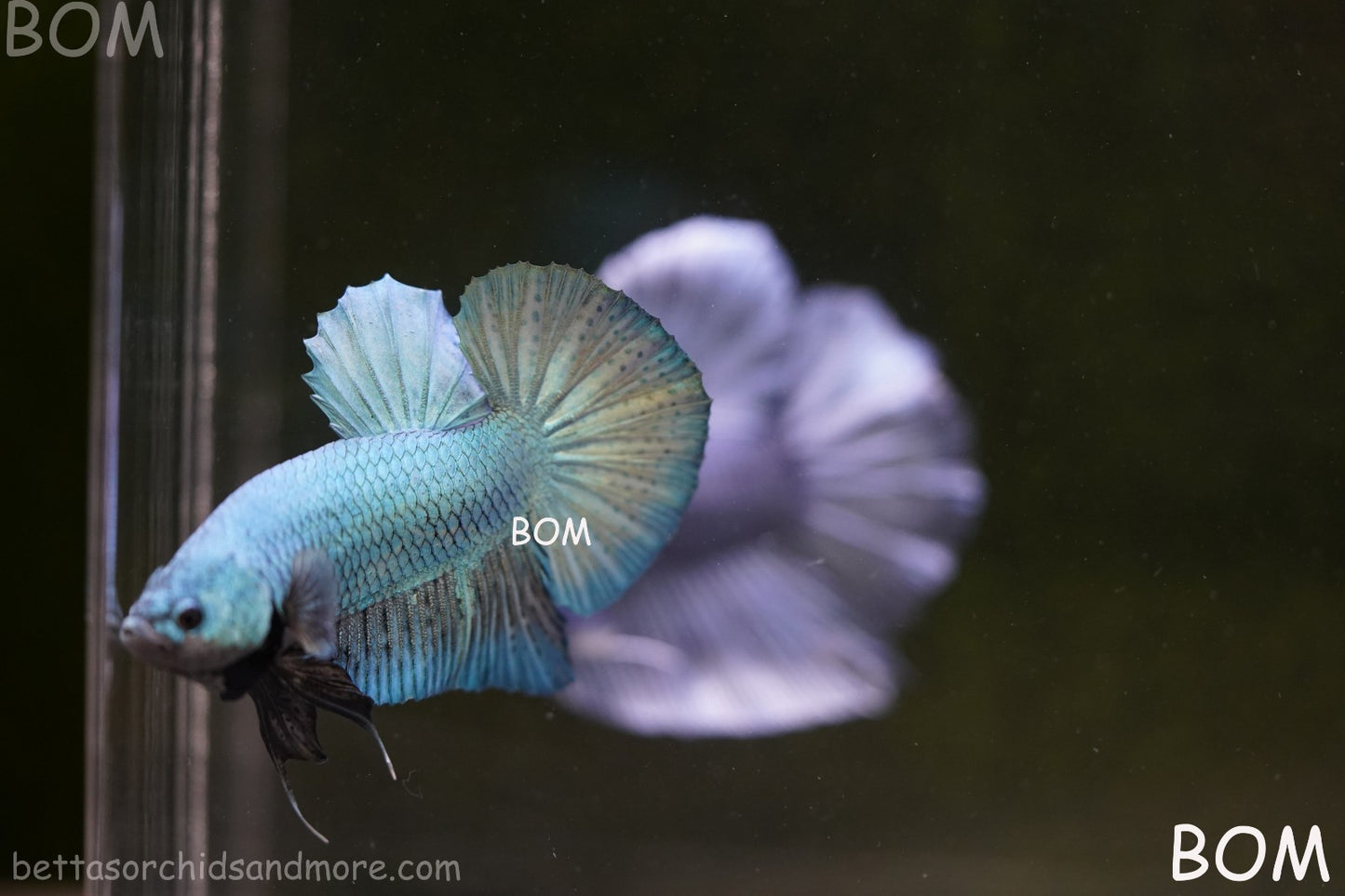 LIVE BETTA GIANT MALE BLUE SERIES 5 CM BO | BOM-A312