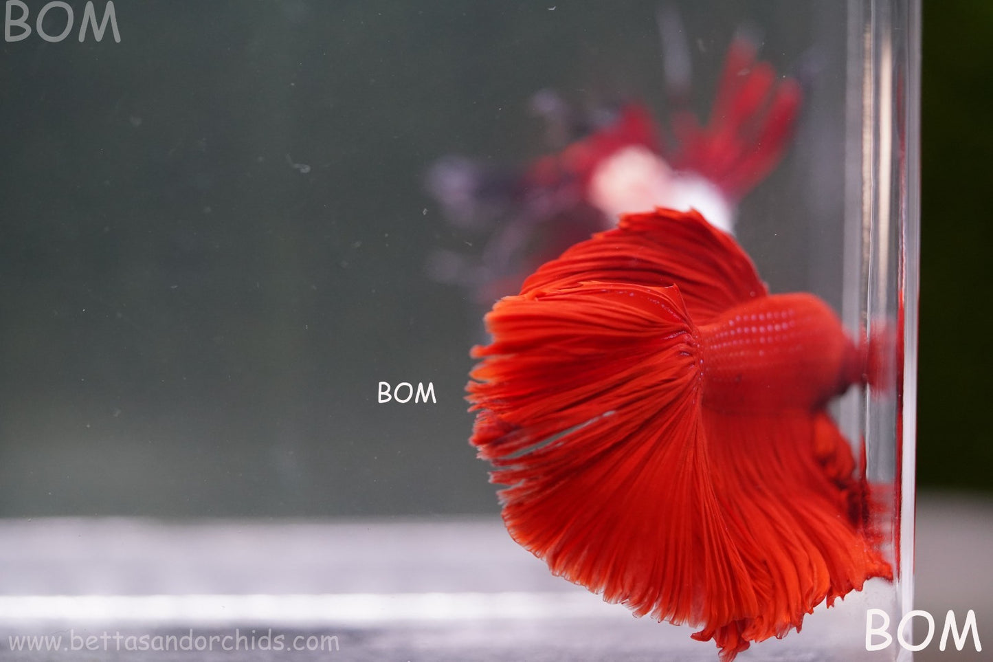 LIVE BETTA MALE KING RED ROSE TAIL : Unique Fish | BOM-A294