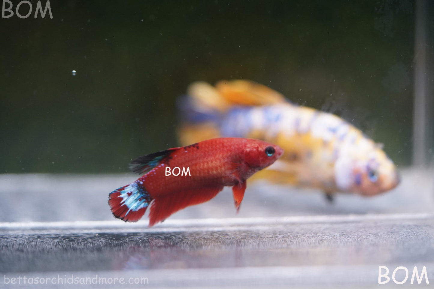 PREMIUM FEMALE HELLBOY HMPK BETTA Fish:Live HMPK | BOM-A277