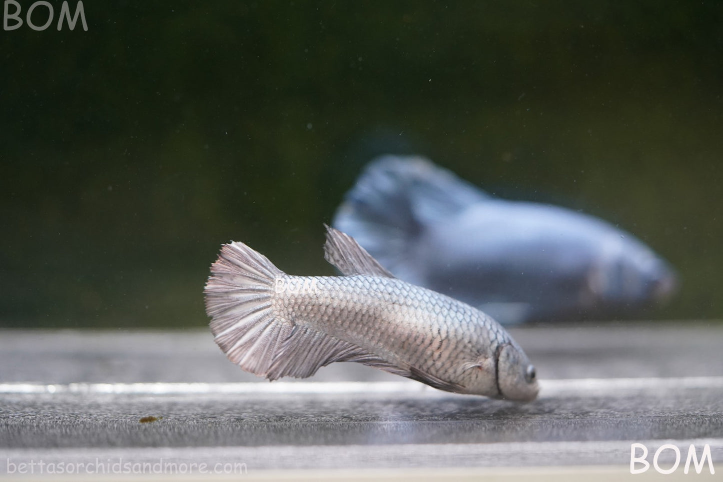LIVE BETTA JUNIOR GIANT FEMALE COPPER | BOM-A317