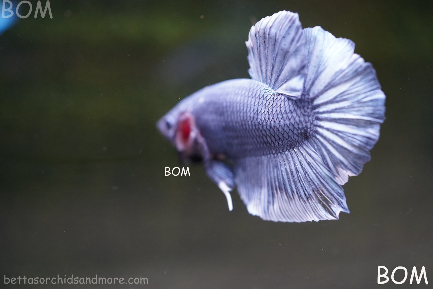 Betta Plakat GIANT MALE BLUE SERIES 5 CM BO | BOM-A306