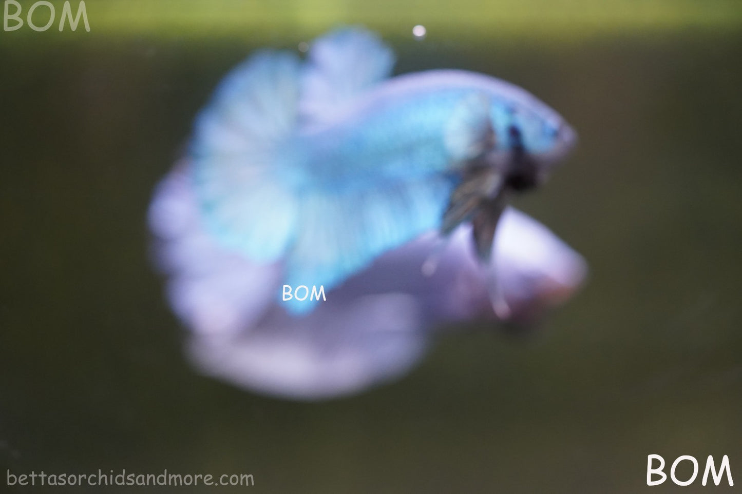 Betta Plakat GIANT MALE BLUE SERIES 5 CM BO | BOM-A307