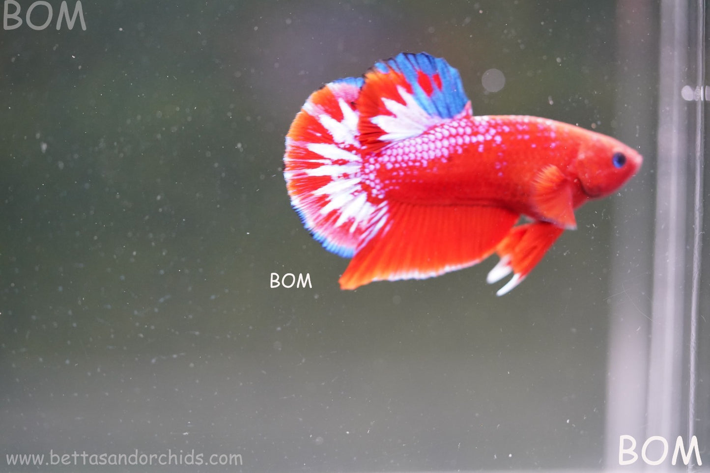 PREMIUM MALE HELLBOY HMPK BETTA Fish:Live HMPK | BOM-A270