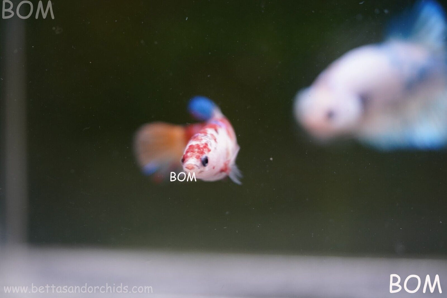 LIVE BETTTA BIG FEMALE MULTICOLOUR HMPK | BOM-A118