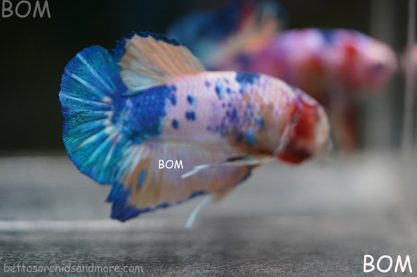 LIVE BETTTA MALE METALLIC MULTICOLOUR HMPK BEAUTIFUL COLOURS | BOM-A281