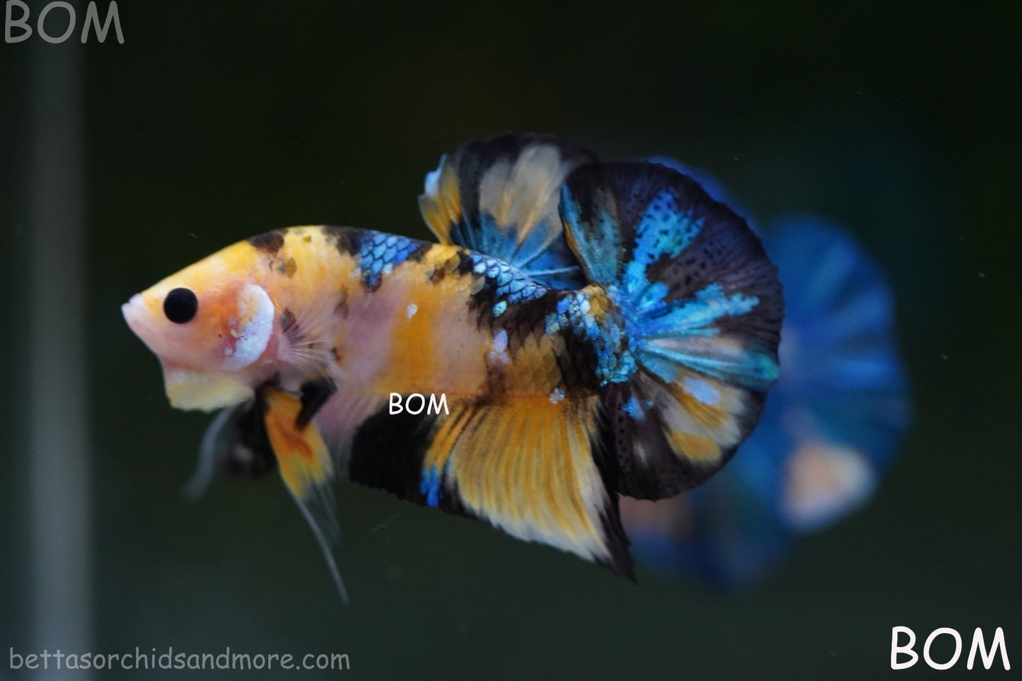 LIVE BETTTA MALE METALLIC MULTICOLOUR HMPK BEAUTIFUL COLOURS | BOM-A284