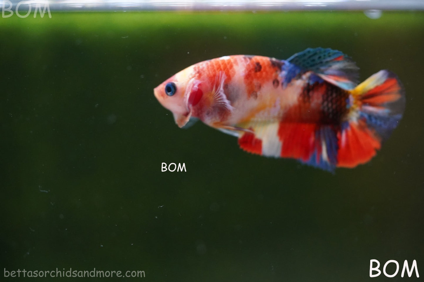 LIVE BETTTA FEMALE METALLIC MULTICOLOUR HMPK BEAUTIFUL COLOURS | BOM-A286