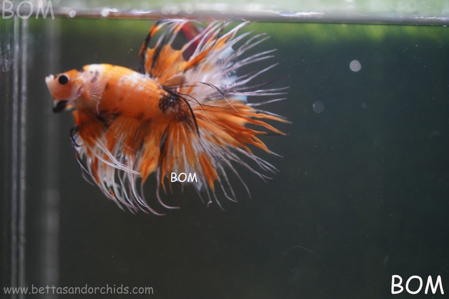 LIVE BETTA MALE CROWN LEOPARDS : Unique Fish | BOM-A296