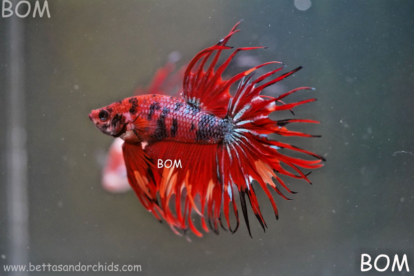 LIVE BETTA MALE CROWN NEMO REDS : Unique Fish | BOM-A302