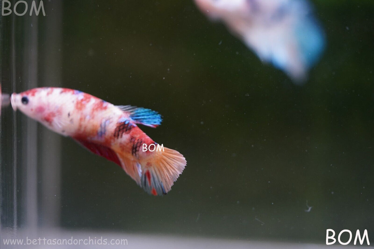 LIVE BETTTA BIG FEMALE MULTICOLOUR HMPK | BOM-A118