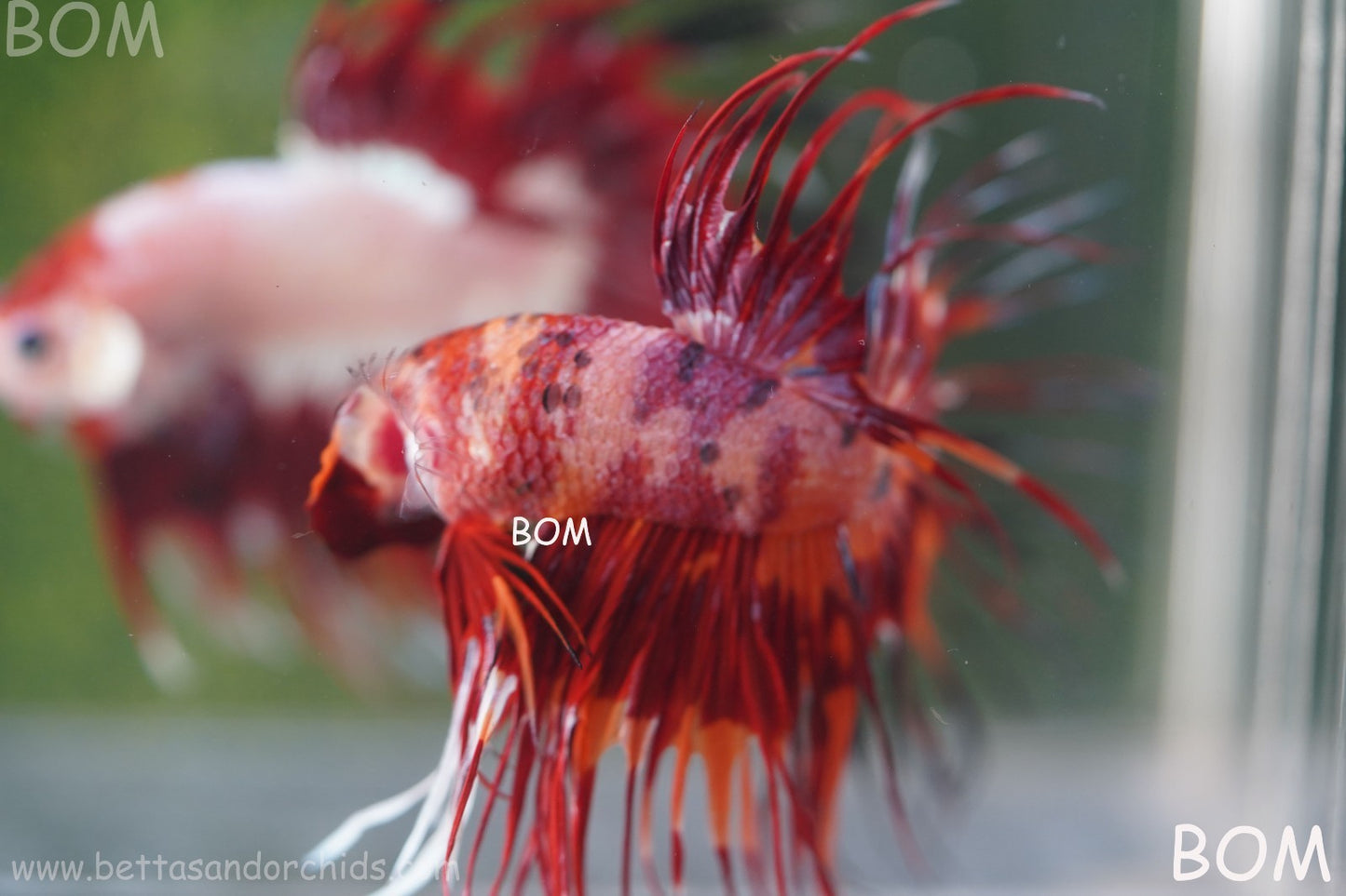 LIVE BETTA MALE CROWN FIREWORKS RED : Unique Fish | BOM-A292