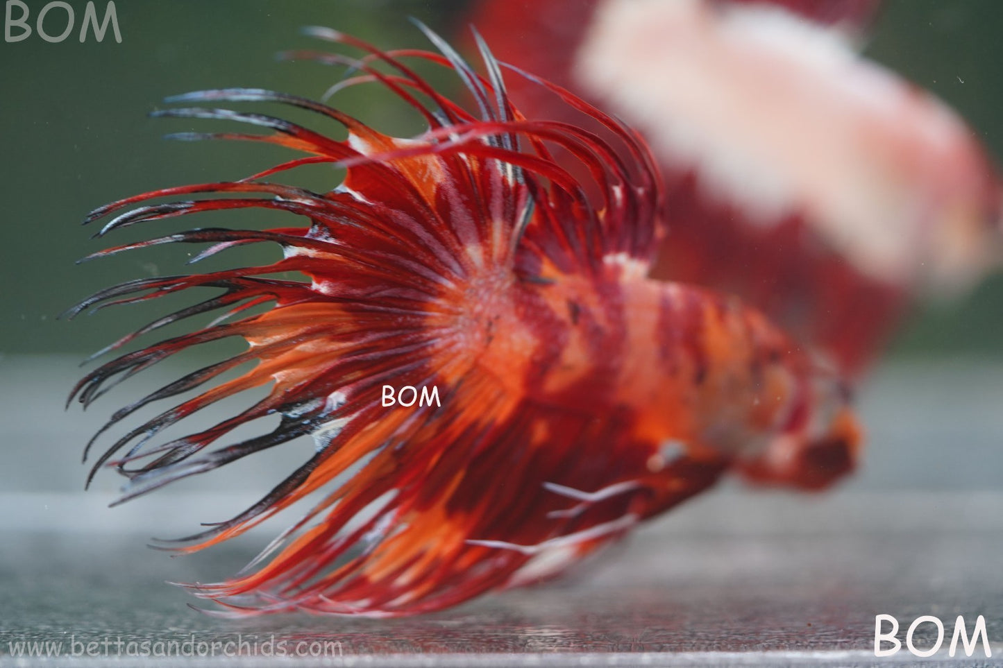 LIVE BETTA MALE CROWN FIREWORKS RED : Unique Fish | BOM-A292