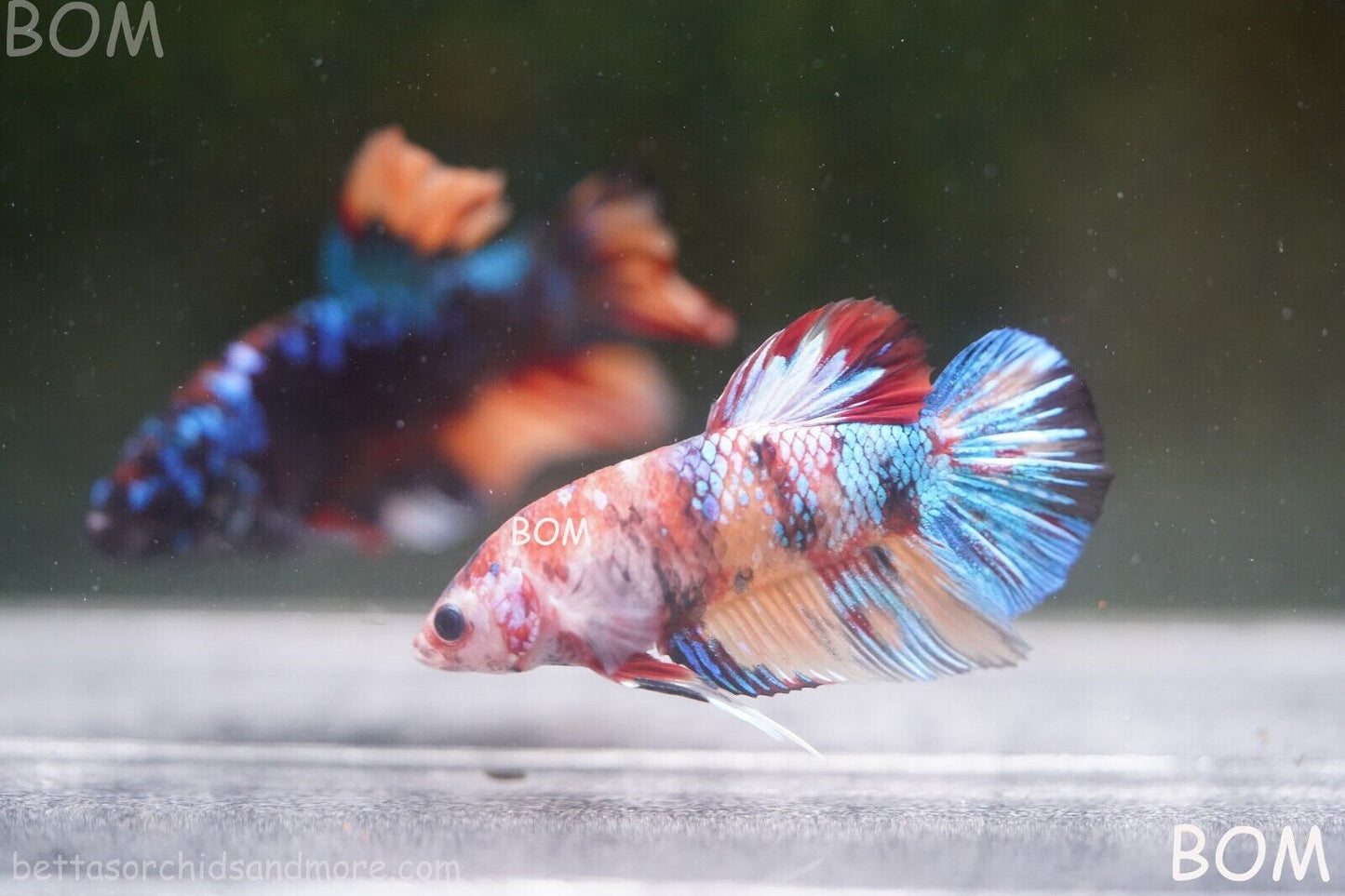 LIVE BETTTA BIG MALE MULTICOLOUR HMPK | BOM-A144