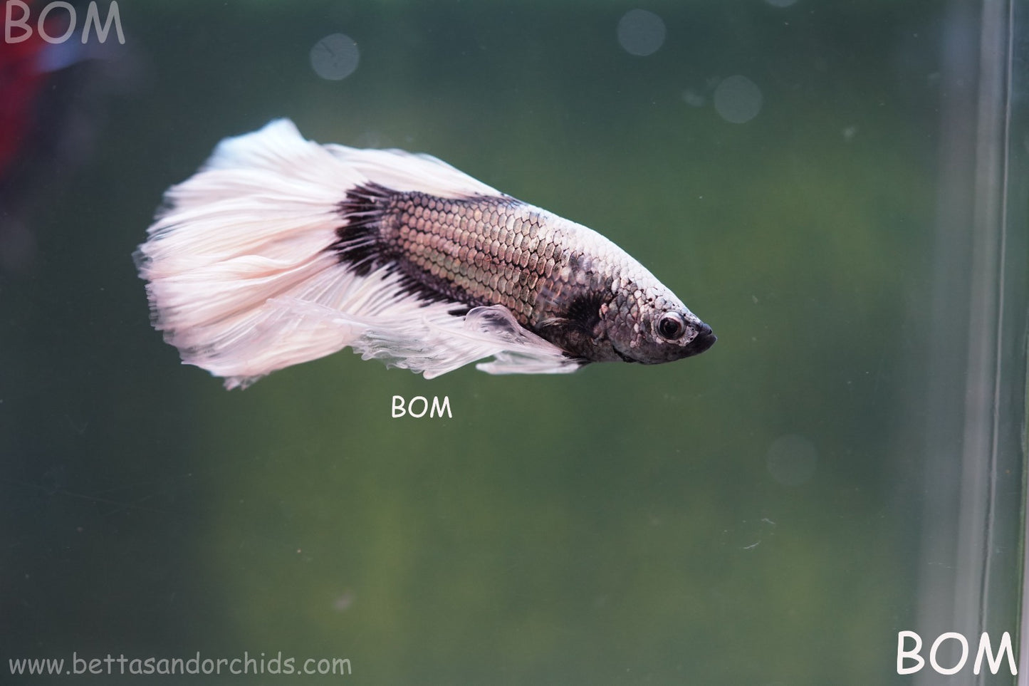 LIVE BETTA MALE DRAGONS SILVER BUTTERFLY : Unique Fish | BOM-A293