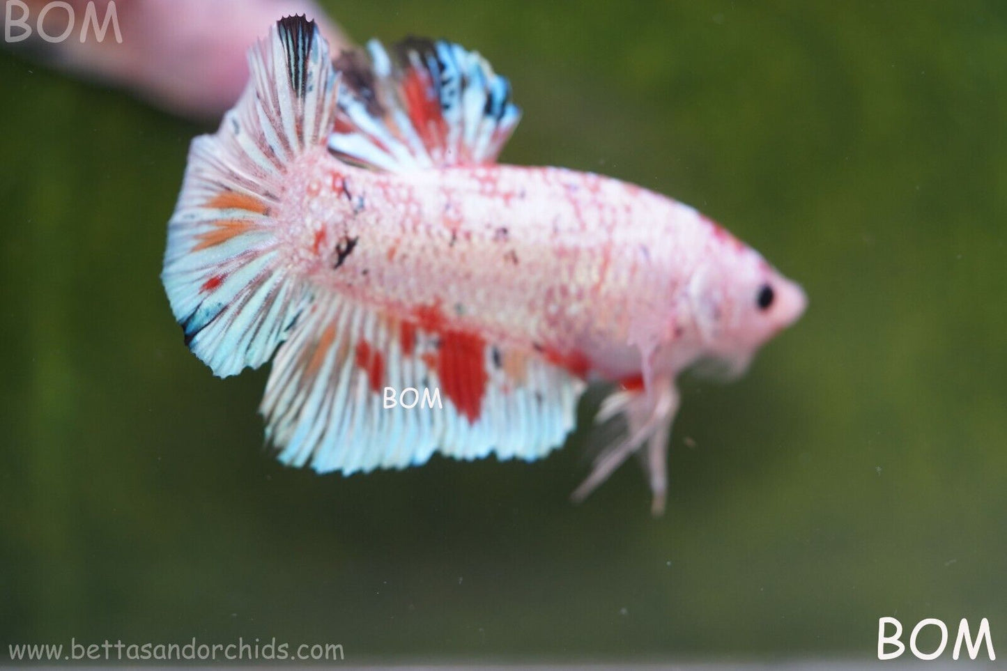 Betta Plakat GIANT MALE MULTICOLOUR | BOM-A99