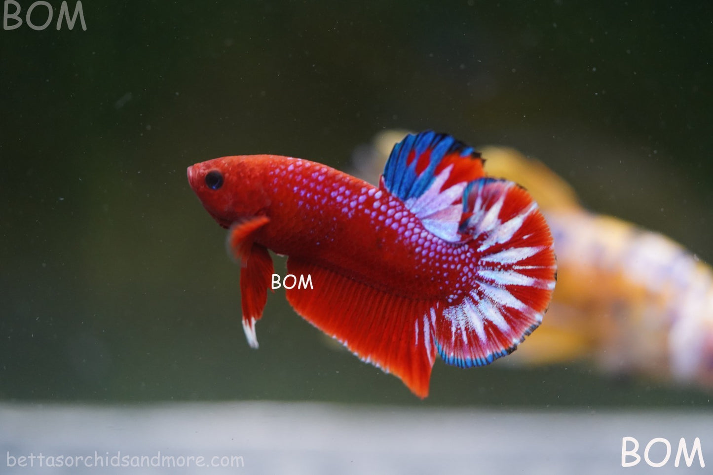 PREMIUM MALE HELLBOY HMPK BETTA Fish:Live HMPK | BOM-A270
