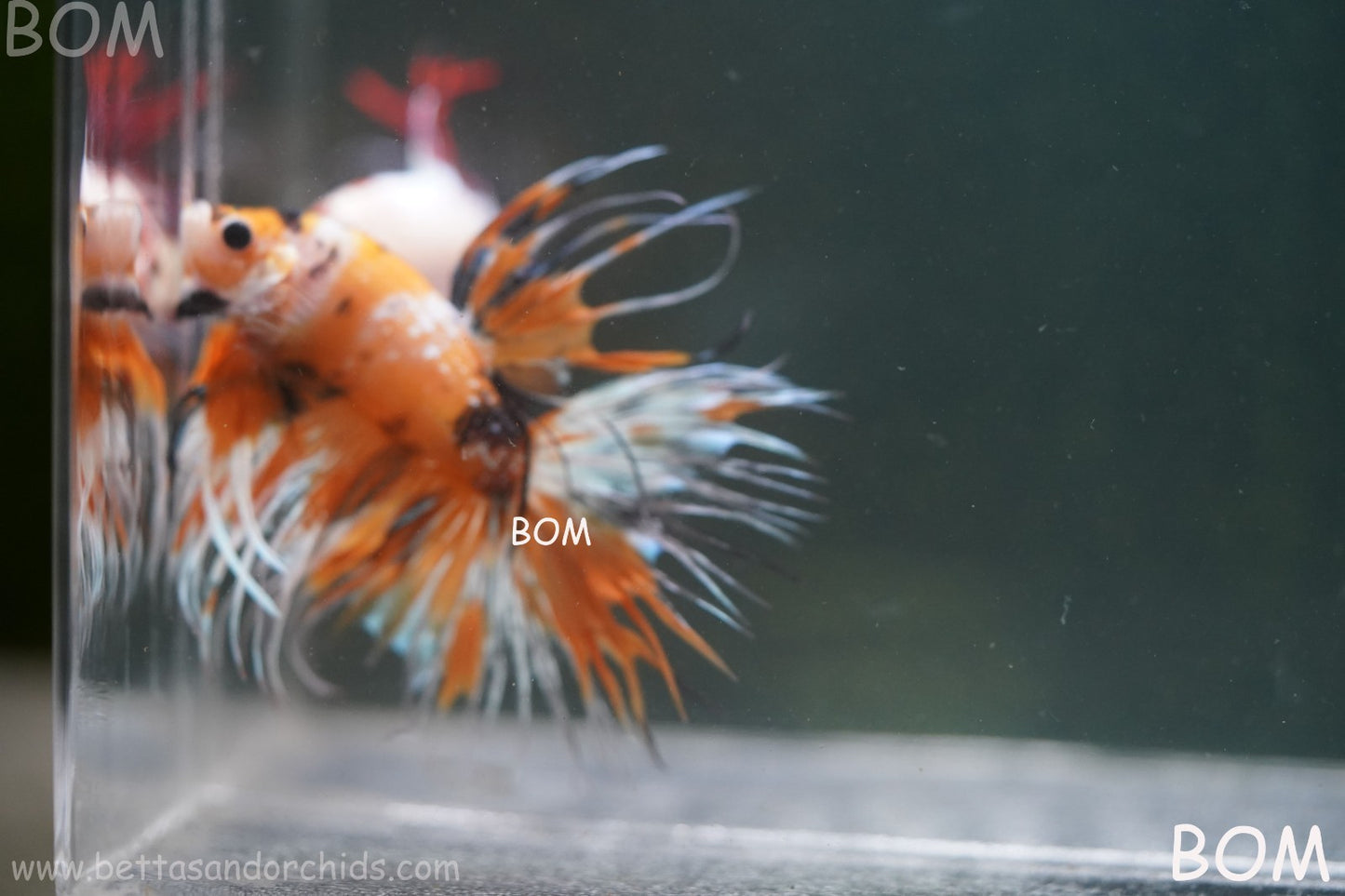 LIVE BETTA MALE CROWN LEOPARDS : Unique Fish | BOM-A296