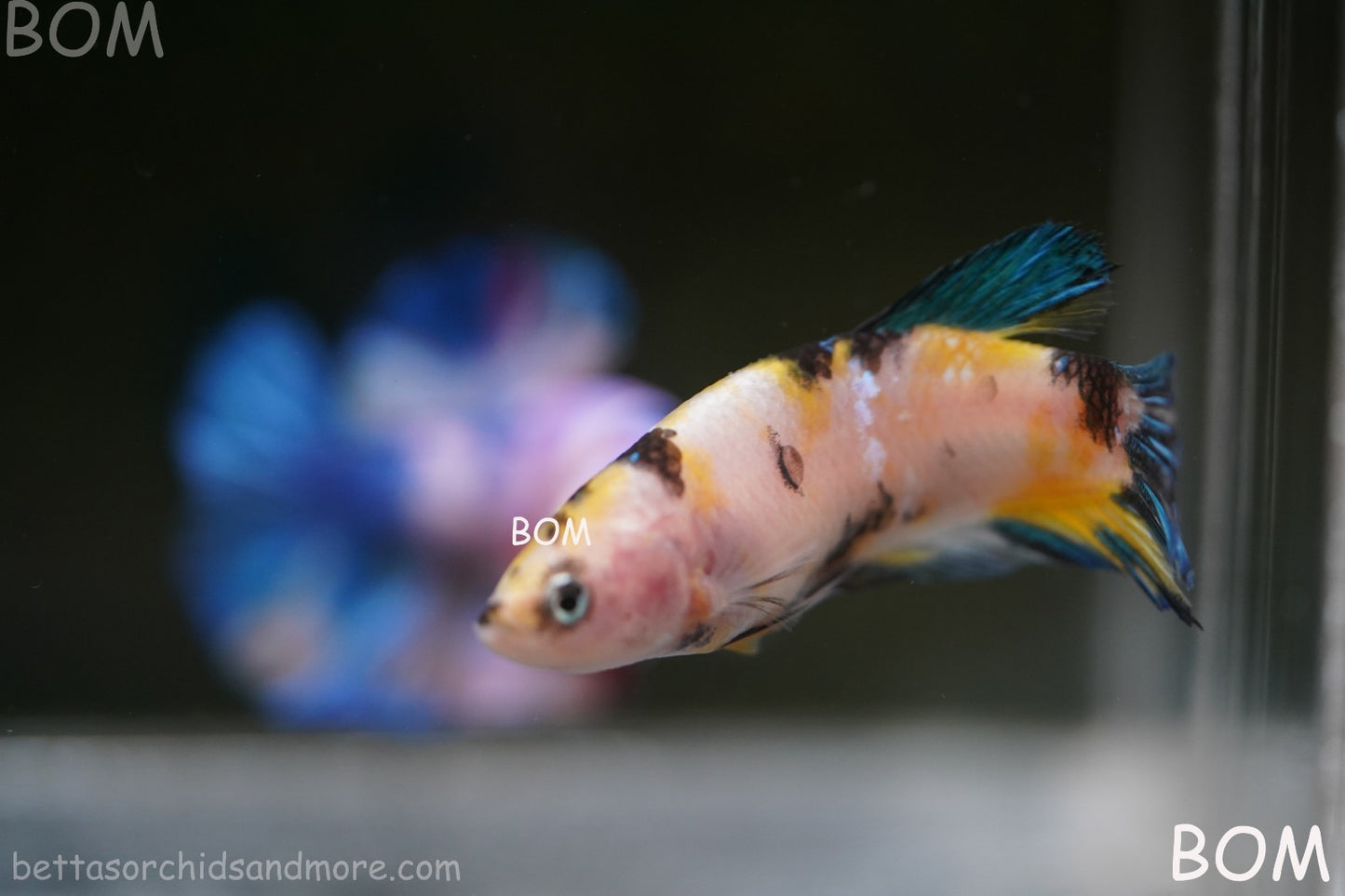 LIVE BETTTA FEMALE METALLIC MULTICOLOUR HMPK BEAUTIFUL COLOURS | BOM-A285