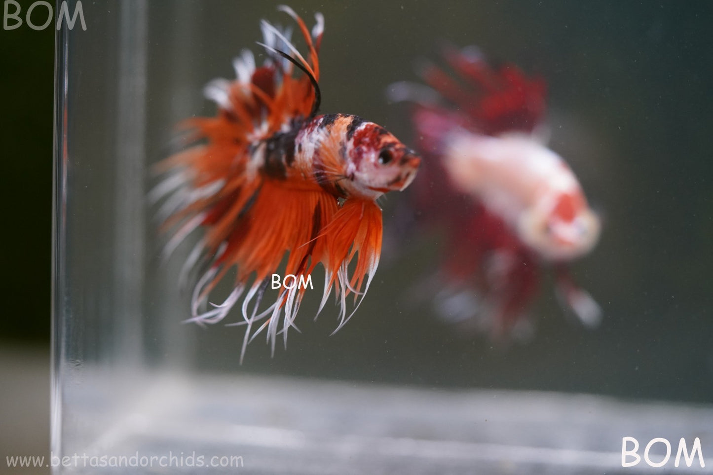 LIVE BETTA MALE DRAGONS CROWN LEOPARDS : Unique Fish | BOM-A300