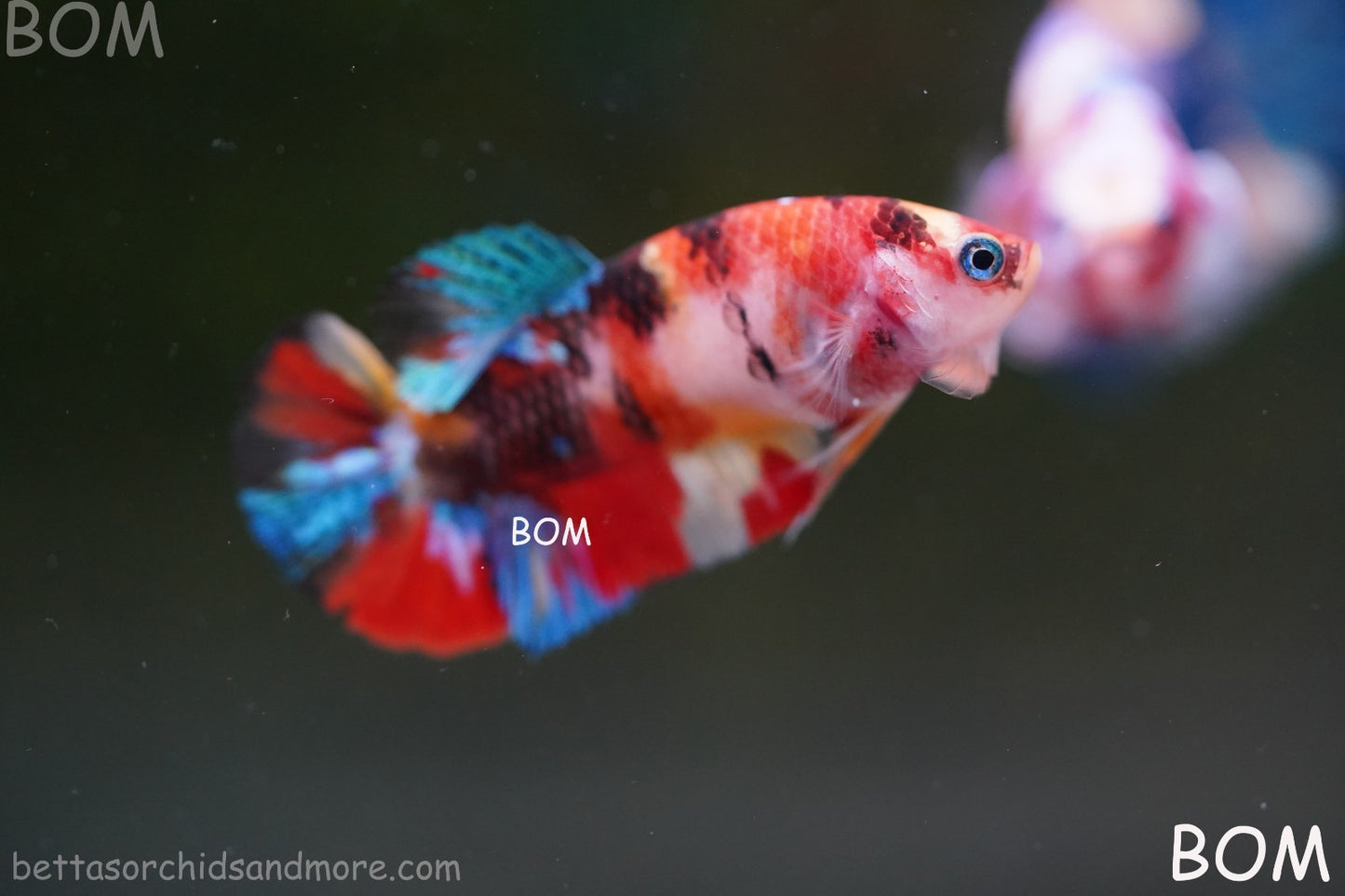 LIVE BETTTA FEMALE METALLIC MULTICOLOUR HMPK BEAUTIFUL COLOURS | BOM-A286