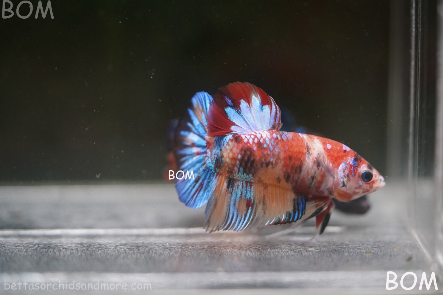 LIVE BETTTA BIG MALE MULTICOLOUR HMPK | BOM-A144