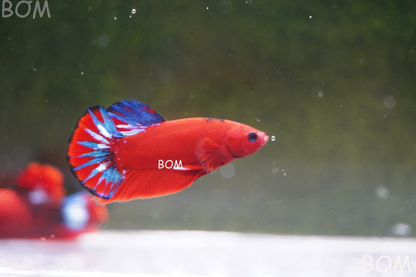 PREMIUM MALE HELLBOY HMPK BETTA Fish:Live HMPK | BOM-A273