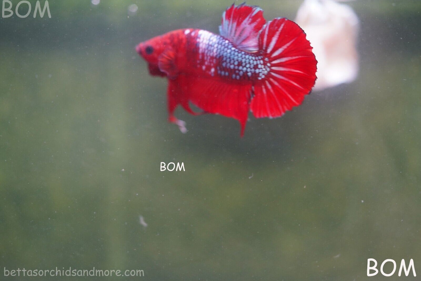 LIVE BETTA HMPK MALE FANCY RED | BOM-A177