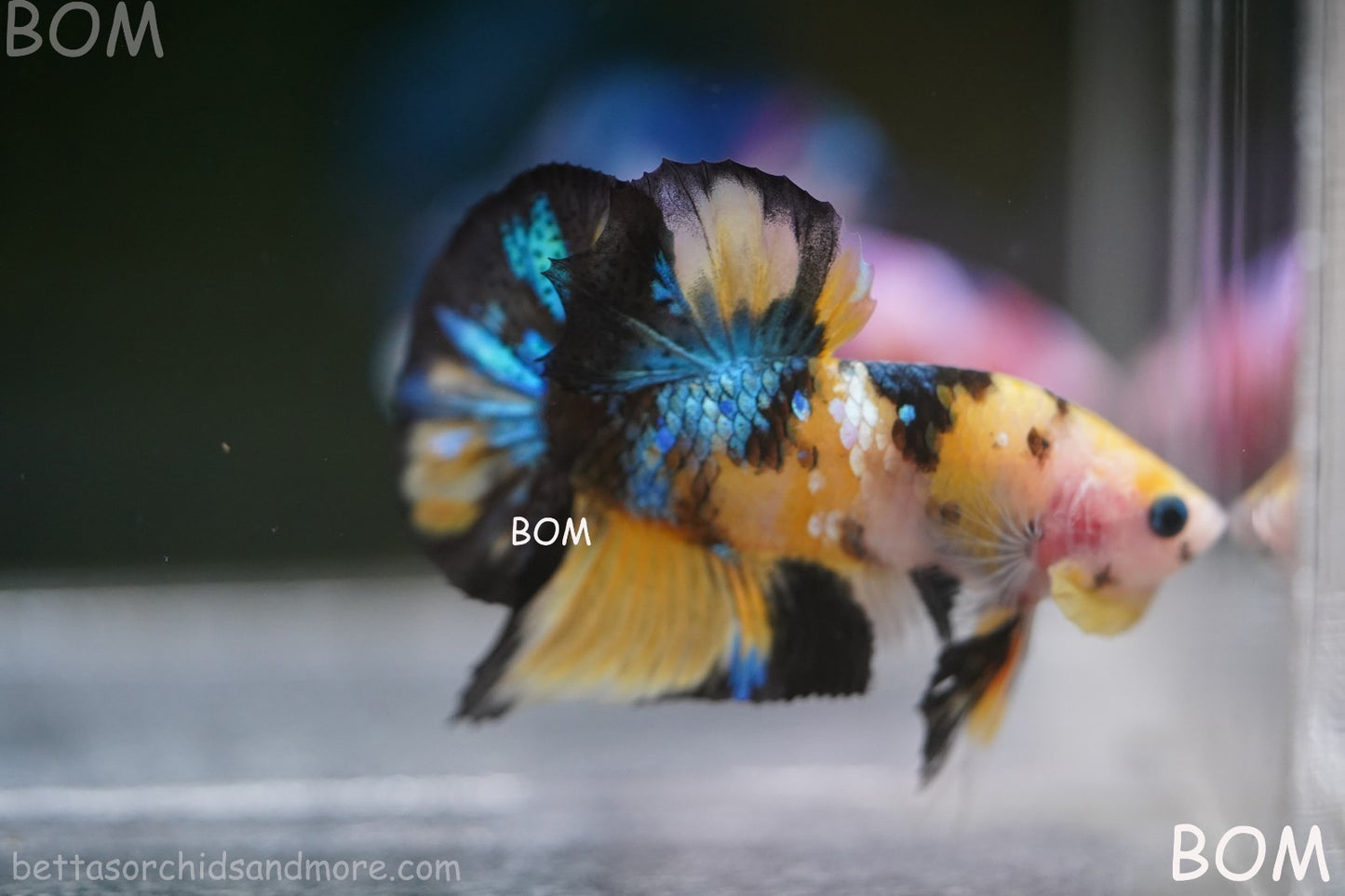 LIVE BETTTA MALE METALLIC MULTICOLOUR HMPK BEAUTIFUL COLOURS | BOM-A284