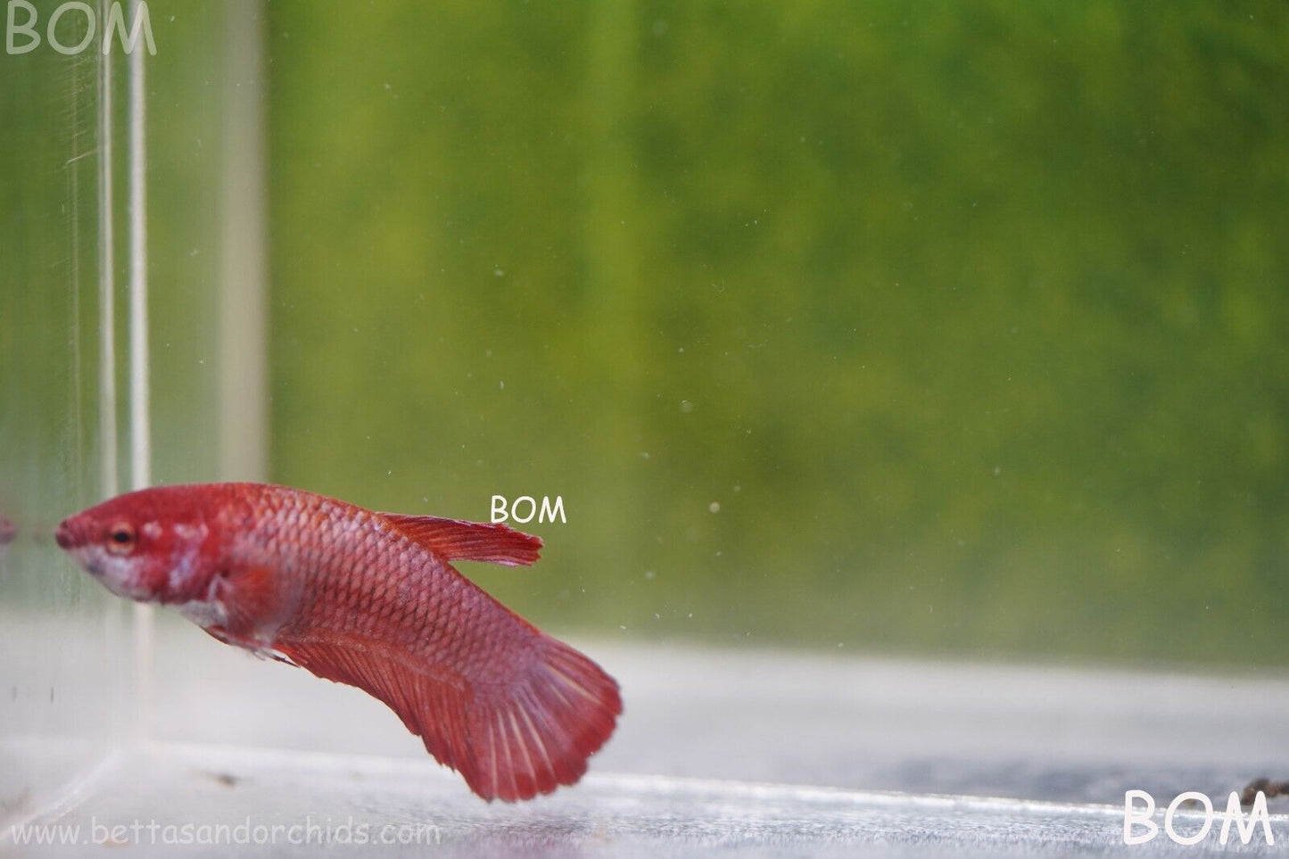 LIVE BETTA HMPK FEMALE FANCY RED | BOM975