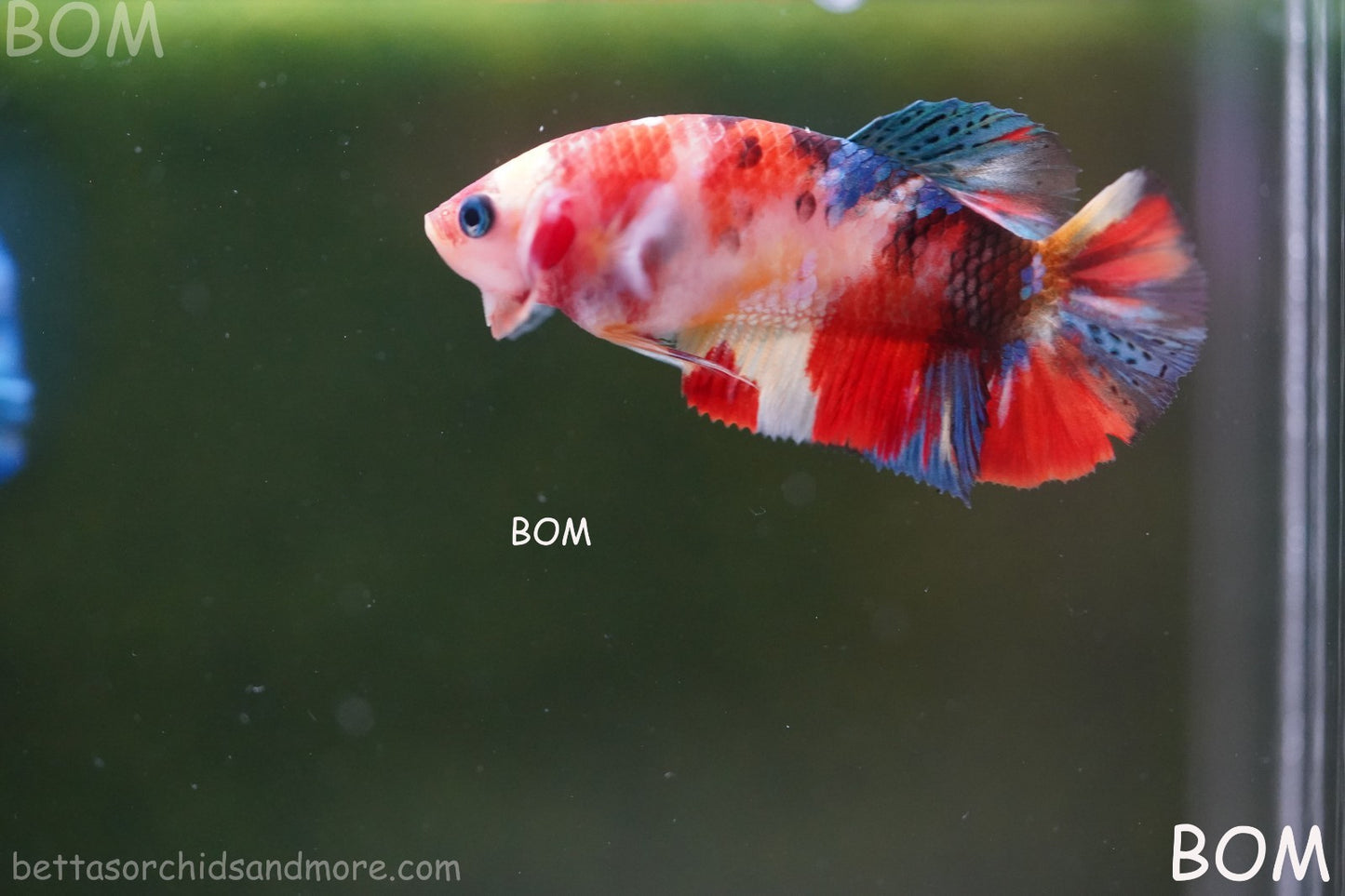 LIVE BETTTA FEMALE METALLIC MULTICOLOUR HMPK BEAUTIFUL COLOURS | BOM-A286
