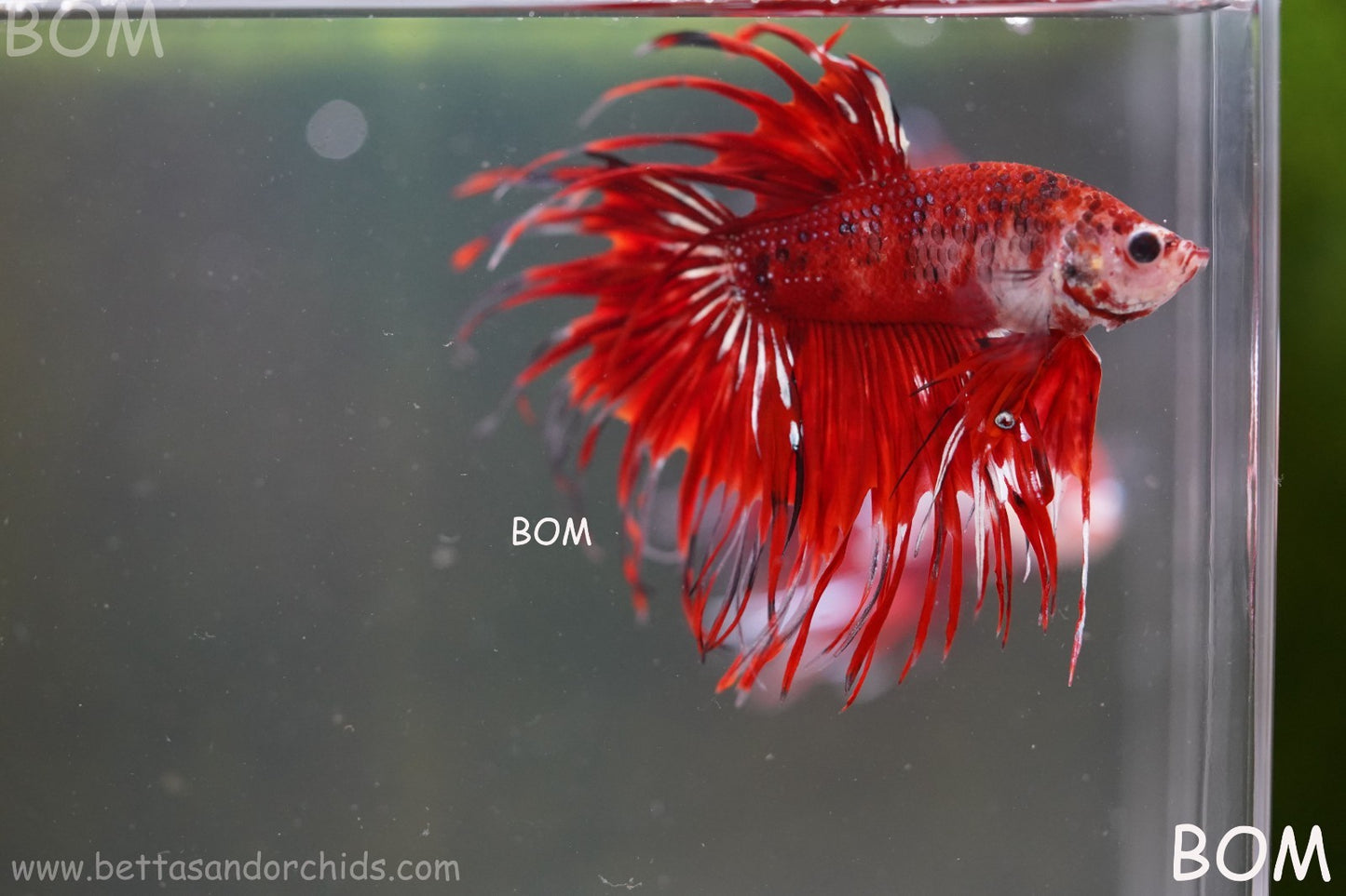 LIVE BETTA MALE CROWN FANTASTIC REDS KOI : Unique Fish | BOM-A303