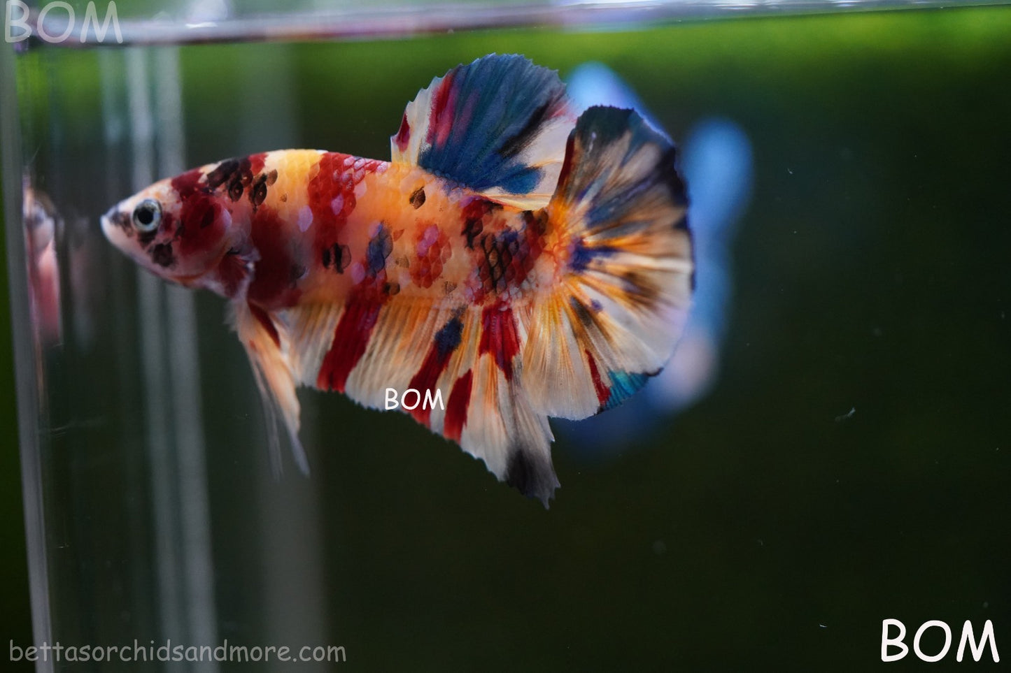 LIVE BETTTA MALE METALLIC MULTICOLOUR HMPK BEAUTIFUL COLOURS | BOM-A283