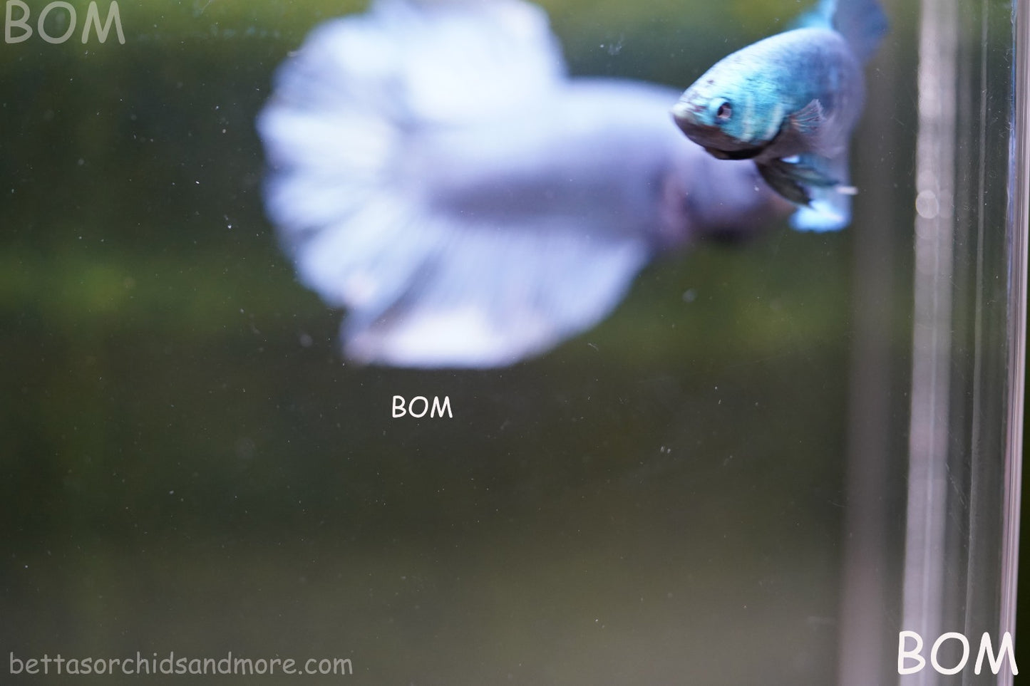 LIVE BETTA GIANT FEMALE BLUE SERIES | BOM-A310