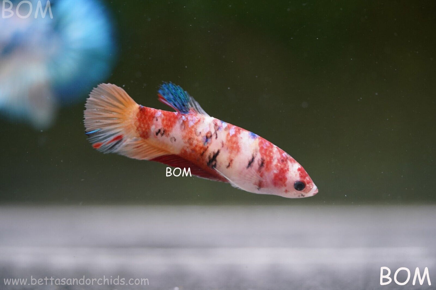 LIVE BETTTA BIG FEMALE MULTICOLOUR HMPK | BOM-A118