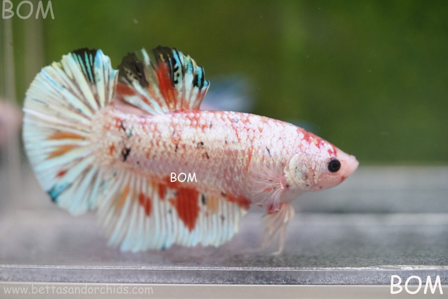 Betta Plakat GIANT MALE MULTICOLOUR | BOM-A99