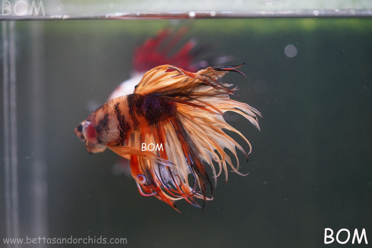 LIVE BETTA MALE CROWN JELLY YELLOW : Unique Fish | BOM-A301