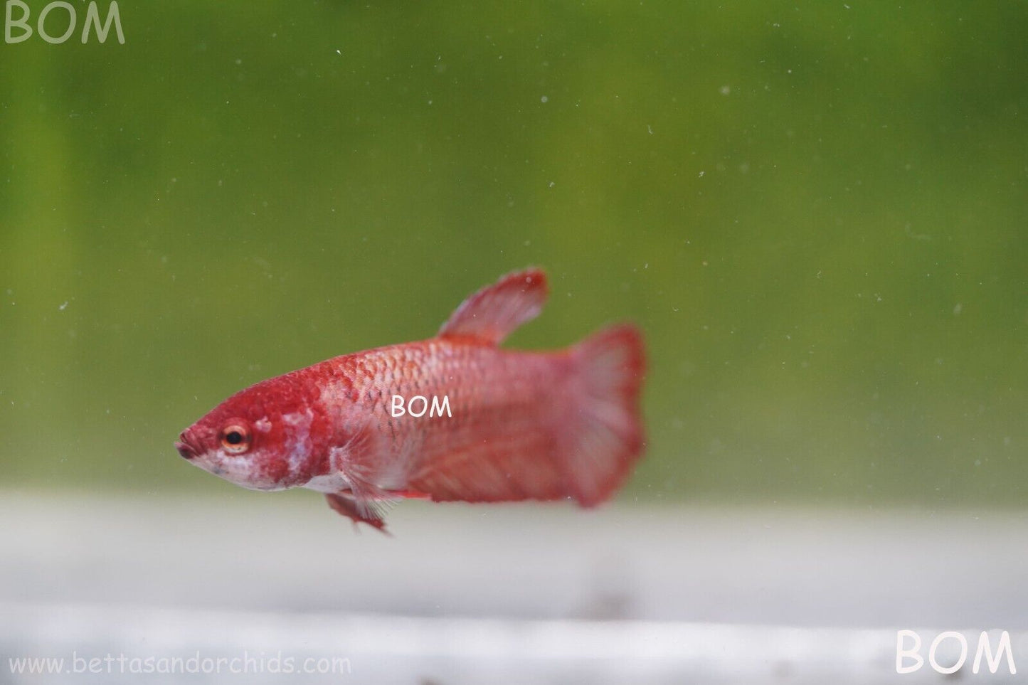 LIVE BETTA HMPK FEMALE FANCY RED | BOM975