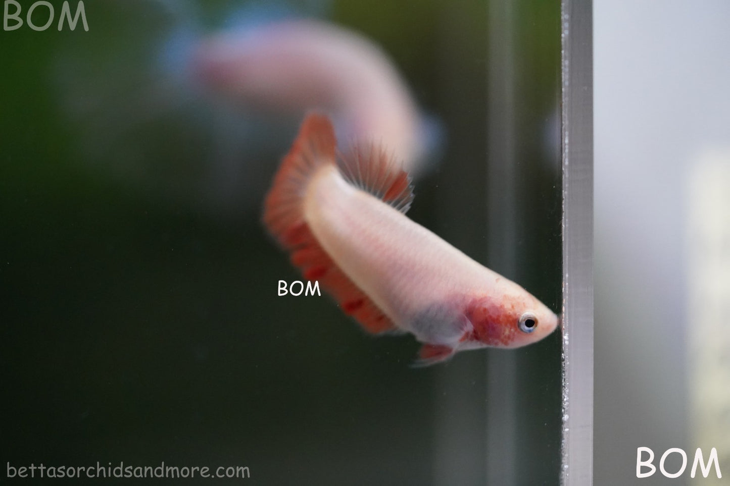 LIVE BETTA FEMALE ARMAGGEDDOM | A VERY UNIQUE FISH | BOM-A417