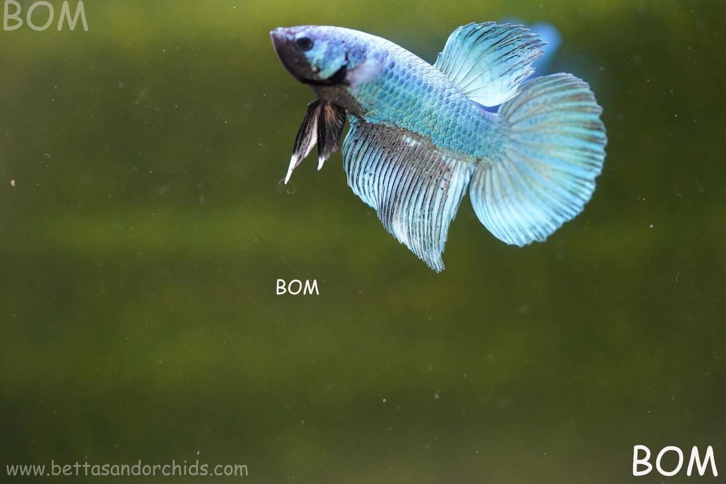 MALE BLUE MASKED FACE SERIES Plakat Betta Fish: Live HMPK BOM-A69