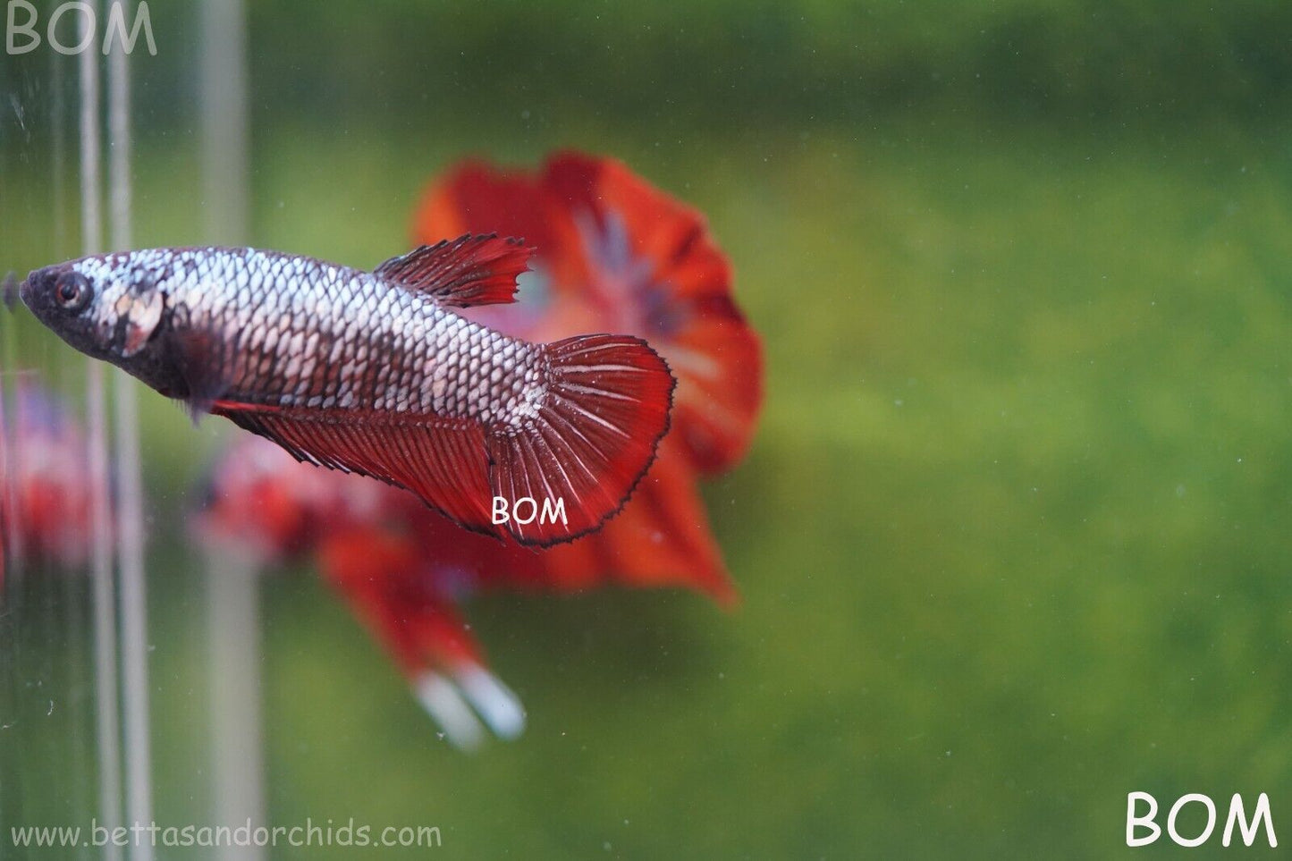 FEMALE RED SAMURAI HMPK Betta Fish - SORORITY : BOM997