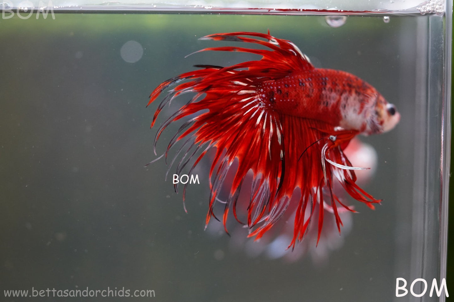 LIVE BETTA MALE CROWN FANTASTIC REDS KOI : Unique Fish | BOM-A303