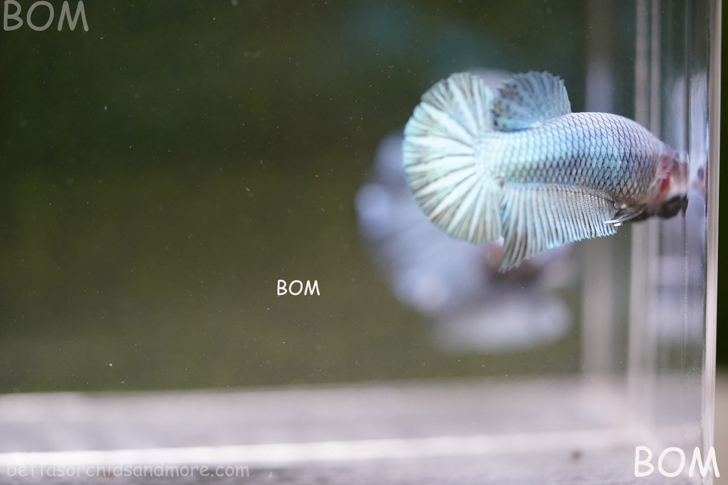 LIVE BETTA GIANT FEMALE BLUE SERIES | BOM-A314