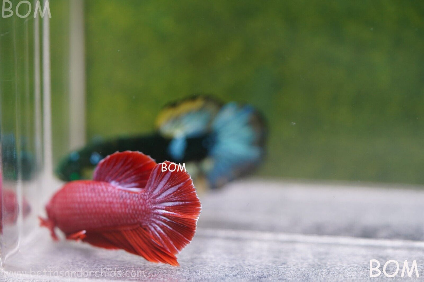 LIVE BETTA MALE RED | BOM830